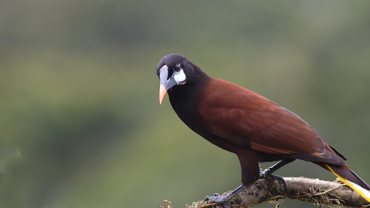 Montezuma Oropendola